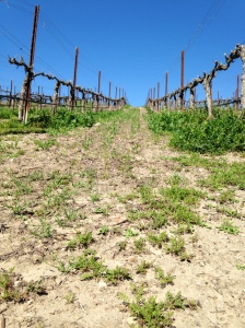 larner vineyards vines